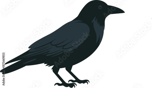 Detailed black crow vector silhouette illustration isolated on white background for nature and wildlife design.