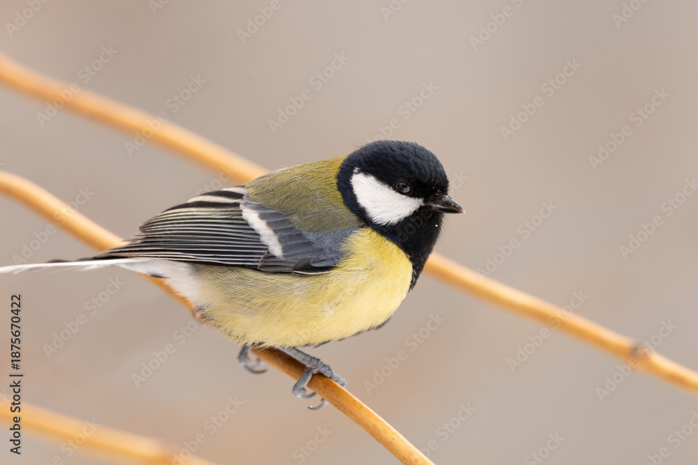 Obraz premium great tit parus major