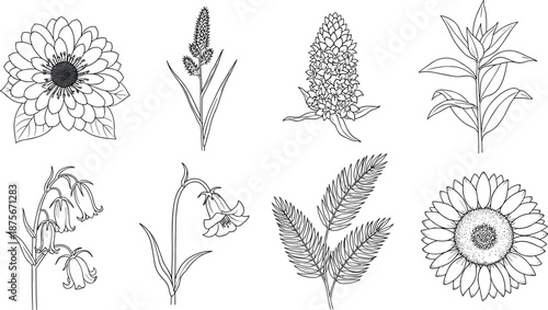 Hand drawn botanical vector collection of eight wildflowers including sunflower bellflower and fern leaves in black outline isolated on white background for nature design