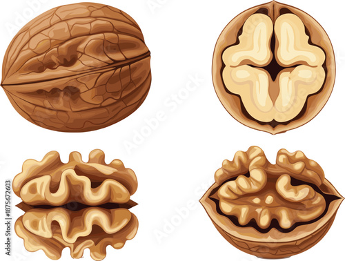 Walnut vector illustration set showing whole nut, cracked shell, and kernel pieces isolated on white background