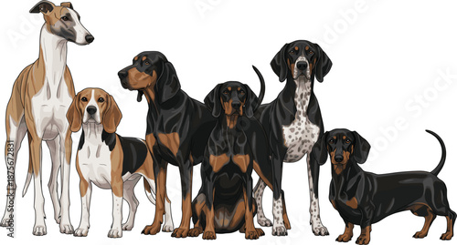 Dog breeds vector illustration set featuring hound dogs and mixed breeds standing together isolated on white background