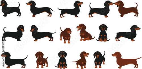 Cute dachshund dog vector illustration set with multiple poses and colors isolated on white background