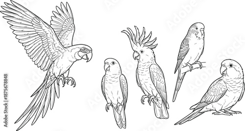 Black and white coloring page collection of tropical parrots including macaws cockatoos and parakeets for children education and creative hobby