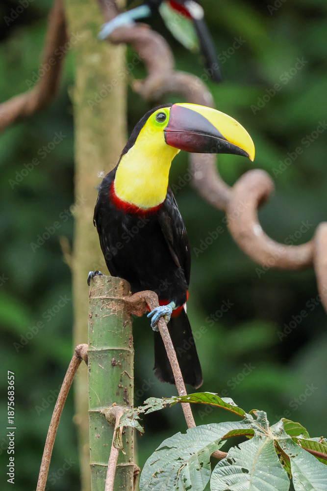 Obraz premium Chestnut Mandibled Toucan perched on a tree in Costa Rica