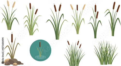 Marsh Reeds and Cattails Vector Illustration Set, Wetland Grasses in Minimalist Flat Style, River Bank Bulrush Collection, Aquatic Plant Design Elements