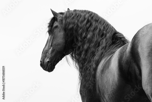 Photography Portrait of a Friesian horse