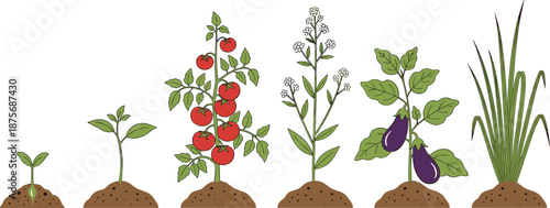 Plant Growth Stages Vector Set, Vegetable Life Cycle from Seed to Maturity, Tomato Eggplant and Flowering Seedling Illustration, Garden Botany Sequence