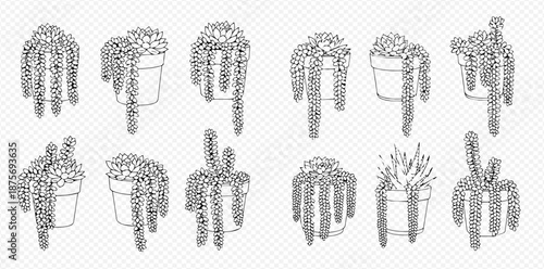 Set of potted succulent plants with long trailing stems in outline style.