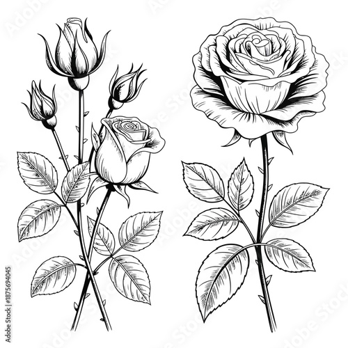 black and white drawing of roses and rosebuds with leaves
