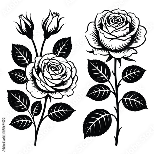 black and white roses with leaves and buds illustration