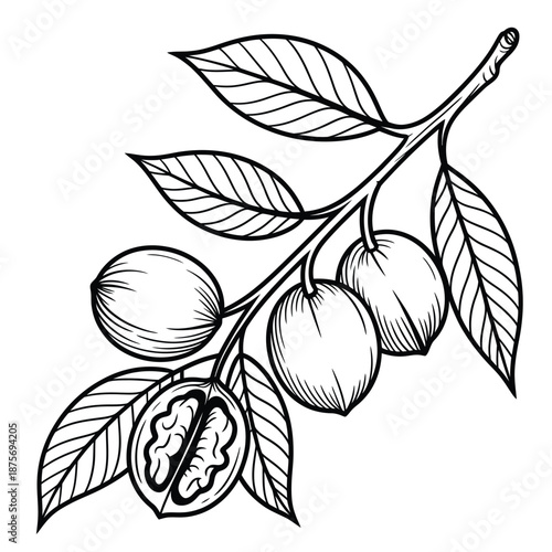 a branch with leaves and nuts on it with one cut open