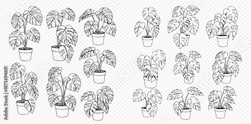 Set of outline Monstera Deliciosa potted plants in various sizes and shapes, hand-drawn vector illustration.