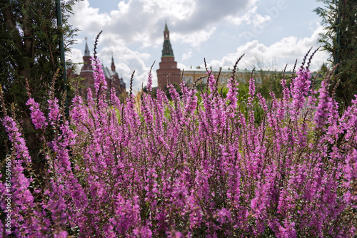 Photography pink lythrum salicaria blooms in foreground, moscow kremlin towers in soft-focus