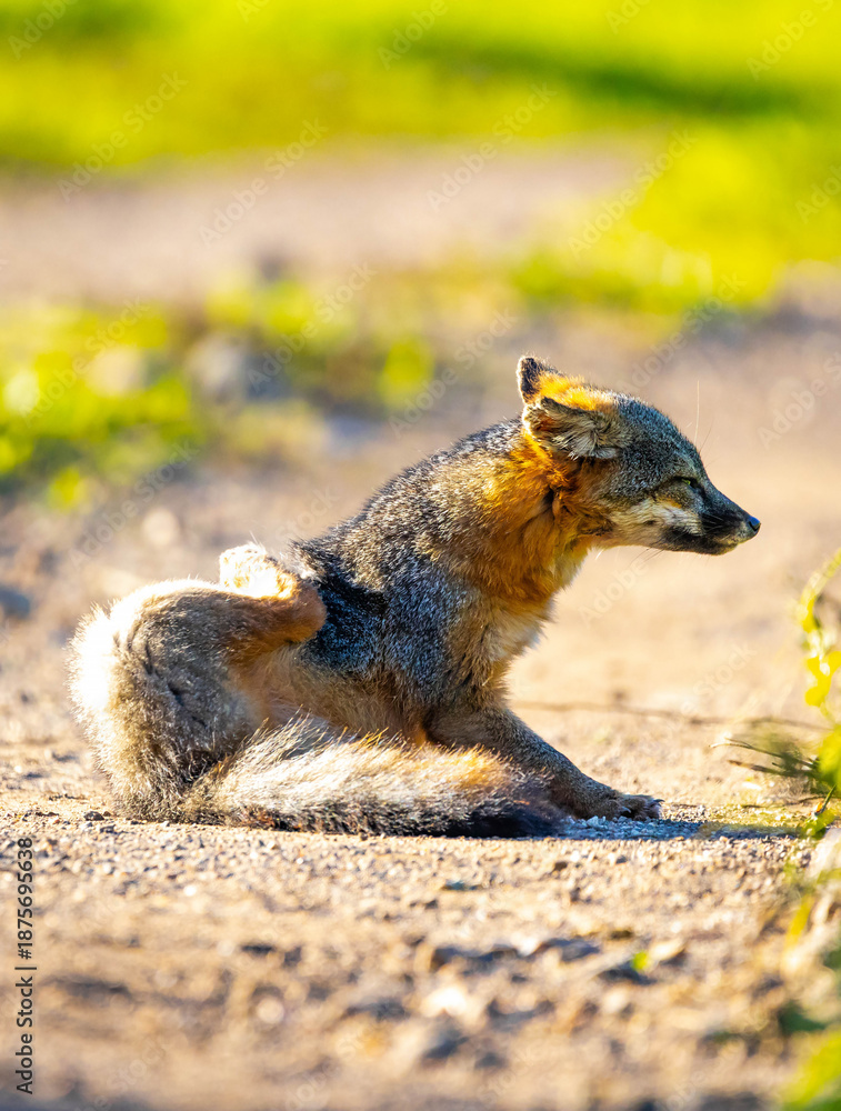 Fototapeta premium Island Fox Close Up Portrait Santa Cruz Island