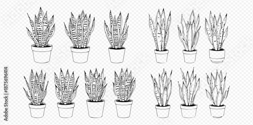Set of hand-drawn snake plant illustrations in pots, perfect for botanical and indoor garden designs.