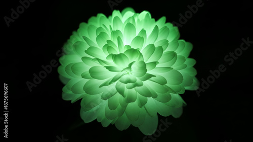 Radiant Chrysanthemum: A mesmerizing glowing chrysanthemum, its petals aglow with a gentle, ethereal light against a stark, black backdrop. A captivating display of nature's beauty and luminescence.