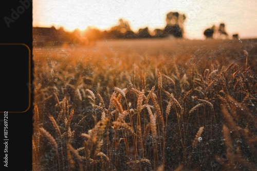 Obraz na plátně Field of barley in the summer