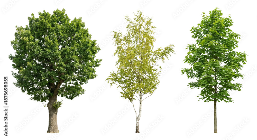 Fototapeta premium Three Diverse Trees Isolated on White Background: Oak, Birch, Maple