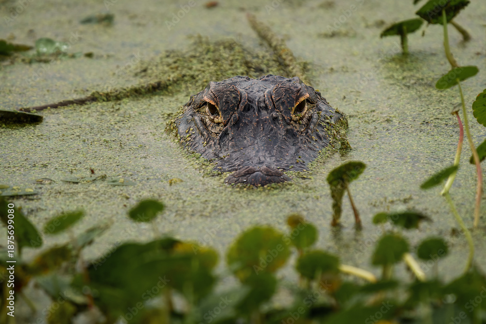 Fototapeta premium American Alligator Eyes Above Duckweed in Florida Wetlands