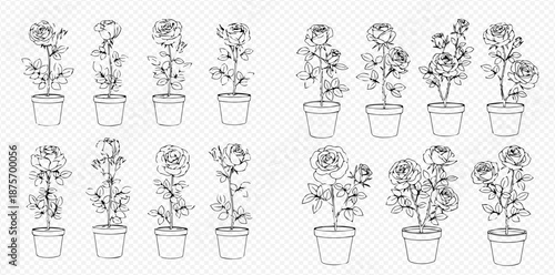 Set of potted roses in various stages of growth, hand-drawn outline illustrations on transparent background.