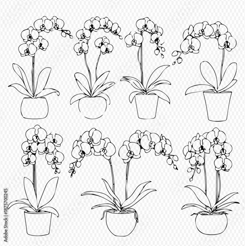 Set of hand-drawn orchid flowers in pots, black and white outline vector illustration.