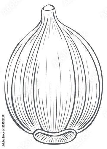 Onion bulb line drawing illustration, healthy food ingredient, isolated on white