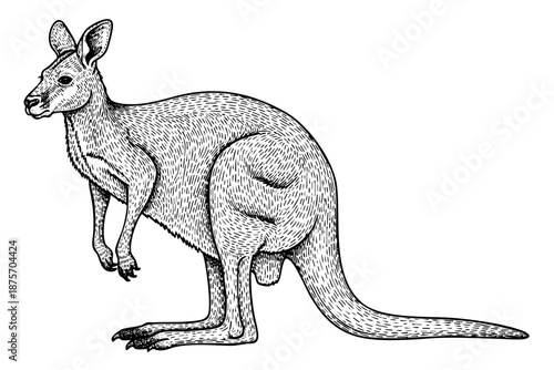 Vintage engraved kangaroo illustration in black and white  hand drawn art style