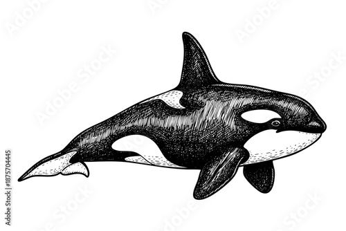 Vintage engraved killer whale orca illustration in black and white ihand drawn art style