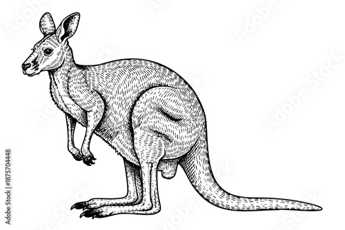 Vintage engraved kangaroo illustration in black and white  hand drawn art style
