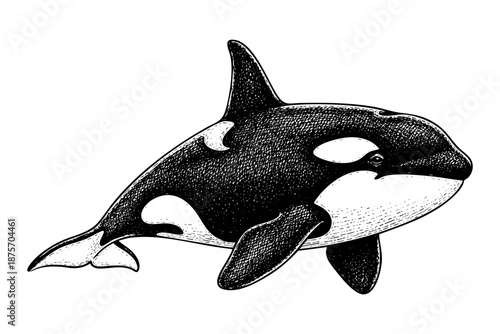 Vintage engraved killer whale orca illustration in black and white ihand drawn art style