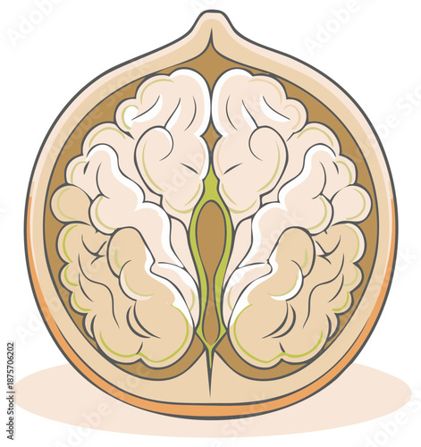 Illustration of a walnut split in half with a kernel shaped like the human brain