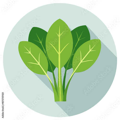 Fresh green spinach leaves simple flat design icon healthy food illustration