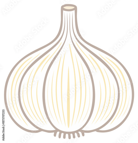 Garlic bulb illustration: fresh herb vegetable with healthy food ingredients and cooking seasonings