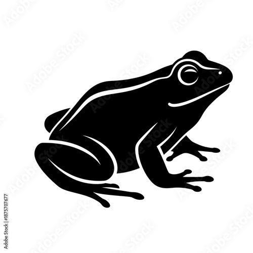 frog isolated on white background
