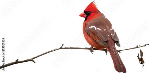 Brilliant northern cardinal male perched delicately upon a bare twig against a soft bright overcast sky showcasing its vibrant red plumage and distinct crest in profile view