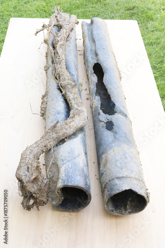 Tree roots cause severe problems to sewer drain pipe