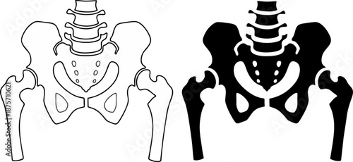 Human Pelvis Hip Bone Anatomy Outline And Silhouette