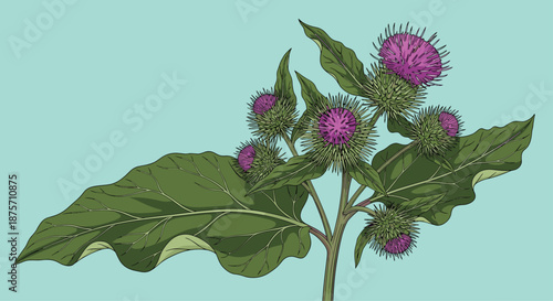 Lesser burdock plant drawing with large green leaves and purple thistle-like flowers against a light turquoise background.