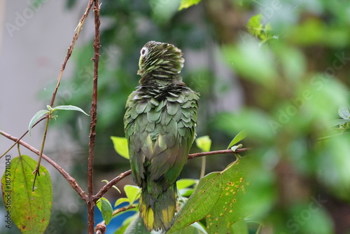 Green Amazon Parrot in Tropical Forest Foliage, San Carlos, Costa Rica