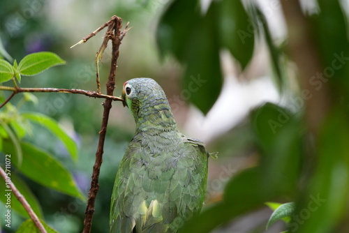 Green Amazon Parrot in Tropical Forest Foliage, San Carlos, Costa Rica