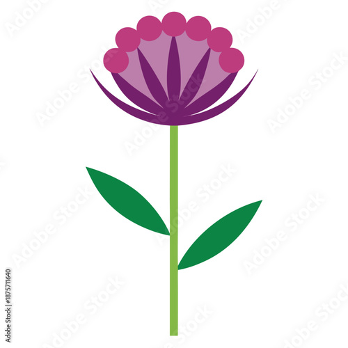 allium schoenoprasum flower isolated