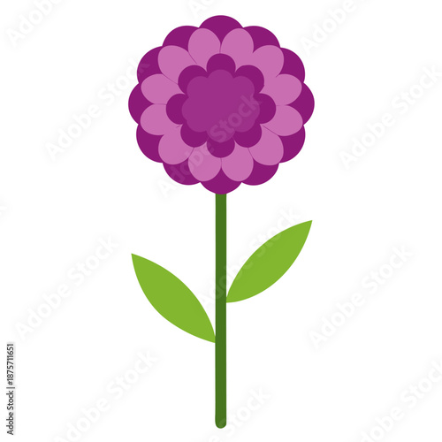 allium schoenoprasum flower vector illustration isolated