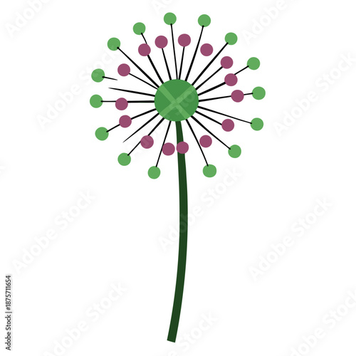 allium schoenoprasum on white background