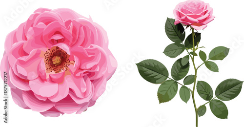 Pink Rose Flower with Green Leaves and Stem on White Background petals