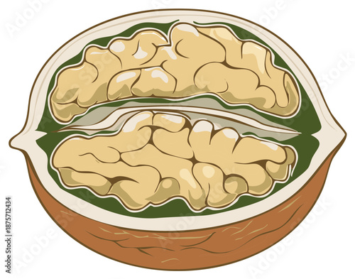 Cut illustration of a walnut, showcasing its edible nut inside of shell