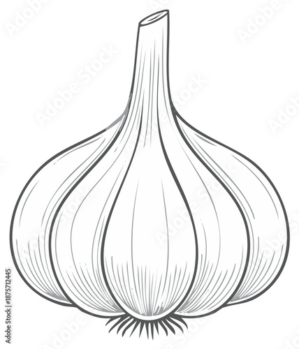 Garlic Bulb Outline Illustration Fresh Vegetable Ingredient Culinary Element Healthy Food