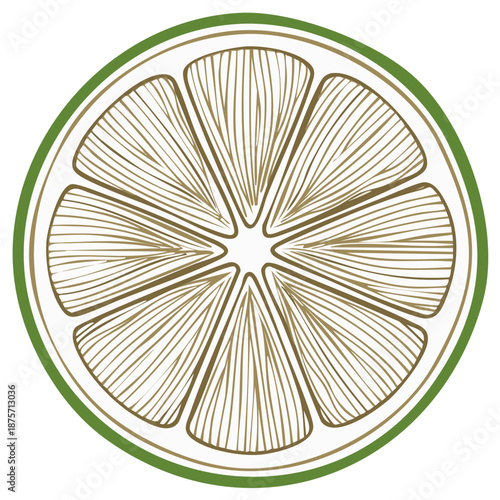 Fresh lime fruit cross-section illustration. Detailed hand-drawn citrus slice with green rind and intricate pulp texture.