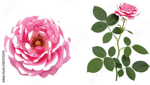 Pink and white rose with green leaves on a white background flower petals