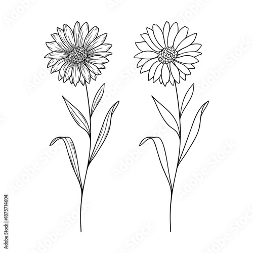Wallpaper Mural Aster - september birth month flower, line art vector set in monochrome style. Hand drawn botanical illustration. Floral sketch expressing individuality, minimalism and tattoo design concepts. Torontodigital.ca