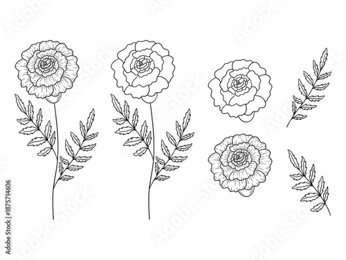 Marigold - october birth month flower, line art vector set in monochrome style. Hand drawn botanical illustration. Floral sketch expressing individuality, minimalism and tattoo design concepts.